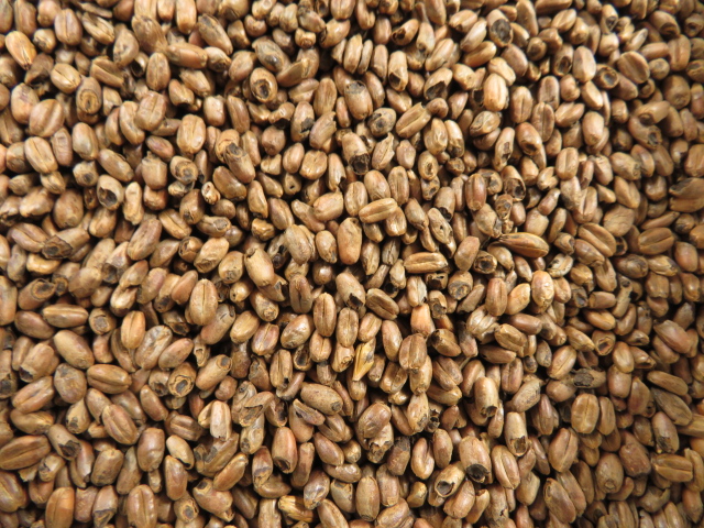 Carawheat® Weyermann® - Weizen-Caramelmalz (100-140 EBC) (geschrotet)