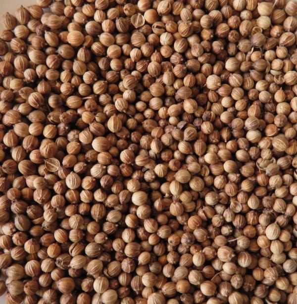Koriandersaat, ganz, 10 g