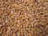 Sauermalz (ungeschrotet), 100g (Weyermann®)
